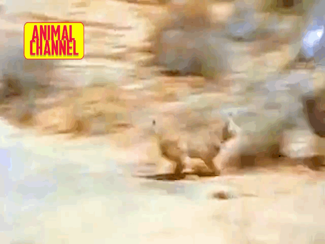 video linh mieu the hien ky nang tuyet dinh phi than tom gon ga tay