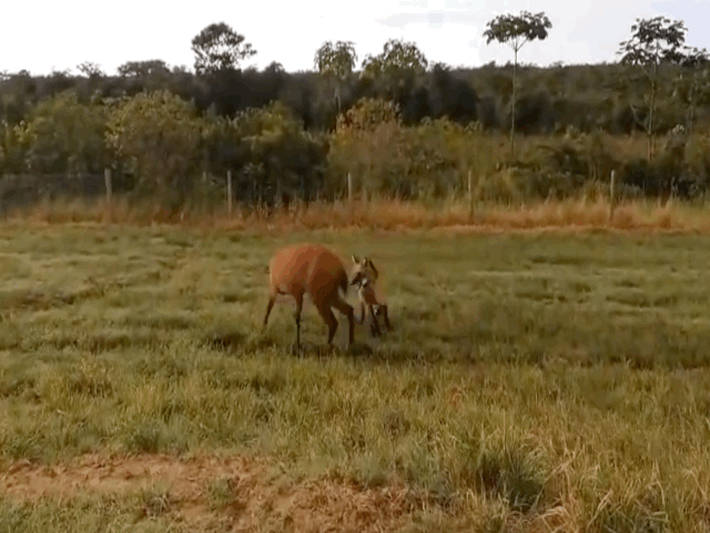 Video: Lạ lùng cảnh sói bờm thích thú chơi đùa cùng hươu