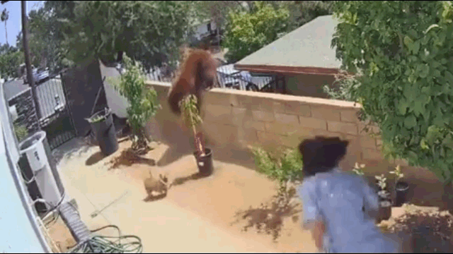 video nguoi phu nu tay khong lao toi day nga chu gau de cuu nguy dan cho