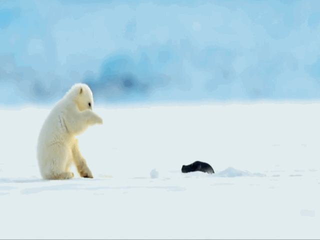 Video: Hài hước cảnh gấu bắc cực giật mình, ngã chổng vó khi gặp hải cẩu