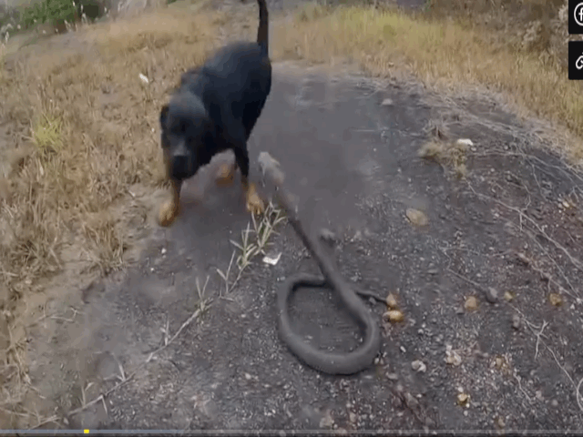 Video: Chó nhà liều lĩnh đối đầu rắn hổ mang chúa kịch độc