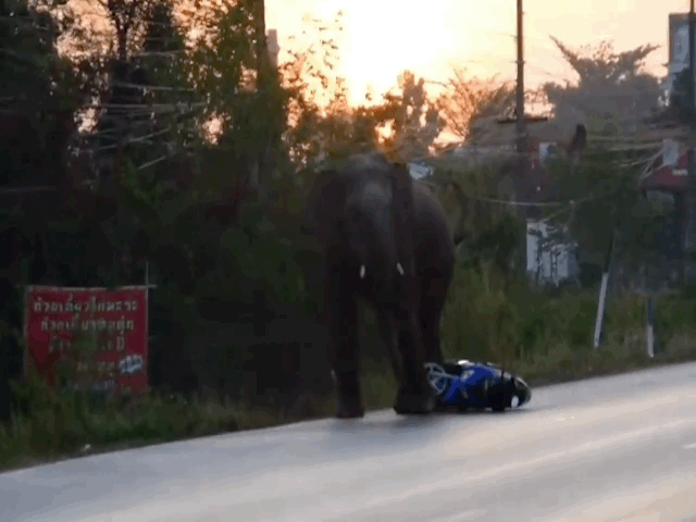 Video: Voi hoang dã nổi điên quăng quật xe máy trên đường