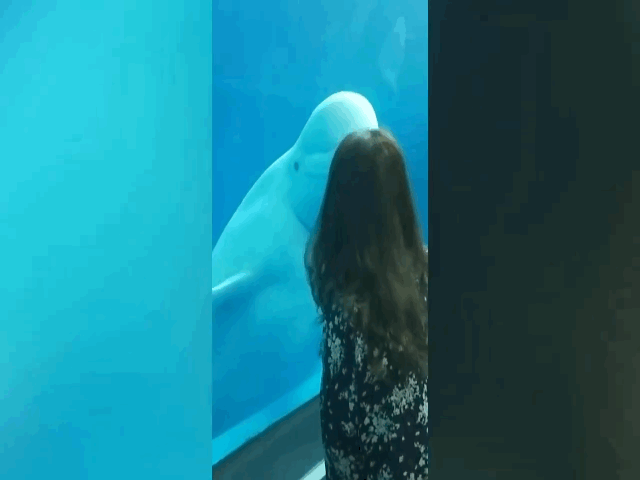 Video: Cá voi trắng bất ngờ hù doạ khách tham quan