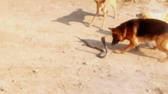 Video: Hổ mang chúa tử chiến với ba chó nhà và cái kết