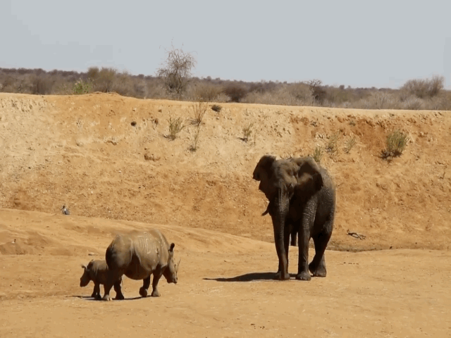 Video: Voi rừng phải chấp nhận lùi bước trước mẹ con tê giác lì lợm