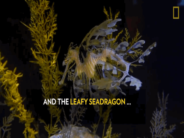 Video: Cận cảnh loài rồng biển hiếm có ở Úc