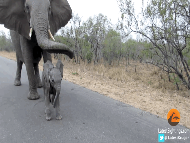 Video:  Voi mẹ trìu mến bảo vệ voi con trước khách du lịch