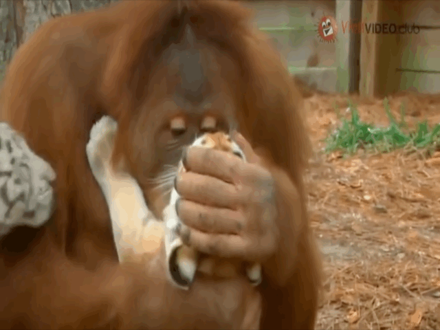 Video: Kỳ lạ cảnh đười ươi ôm ấp, chăm sóc cho 3 chú hổ con