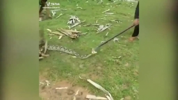 Video: 3 đứa trẻ tóm gọn trăn khủng để giải cứu chú chó