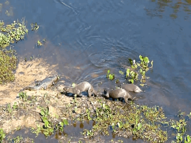 Video: Đàn rái cá hợp sức dồn đòn tấn công cá sấu