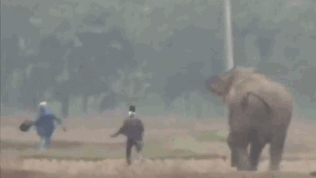 Video: Chụp ảnh tự sướng với voi, thanh niên say rượu suýt bỏ mạng