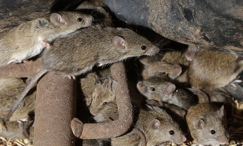 Nhà tù ở Australia sơ tán khẩn cấp vì bị chuột tấn công