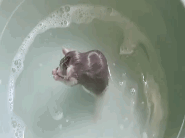 video chu chuot hai huoc miet mai ky co tam goi nhu nguoi