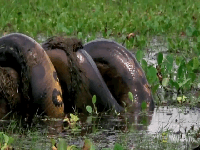 Video: Trăn Anaconda ra đòn kết liễu chuột lang khổng lồ