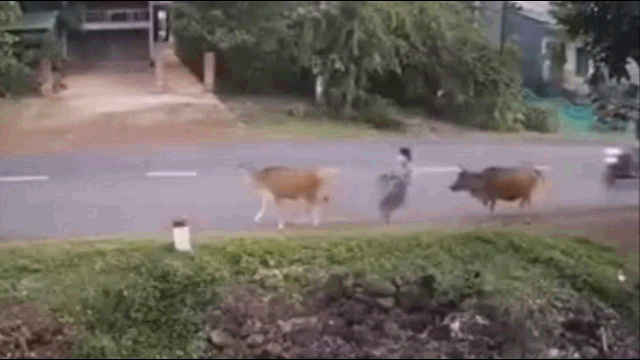 Video: Bò chạy sang đường, bất ngờ húc bay 2 cô gái đi xe máy