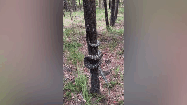 Video: Tròn mắt chứng kiến cảnh trăn dài 7m leo cây thoăn thoắt