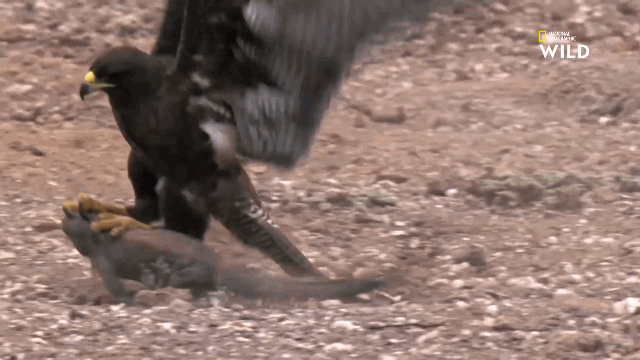 Video: Diều hâu ra đòn thần sầu, đoạt mạng thằn lằn khổng lồ