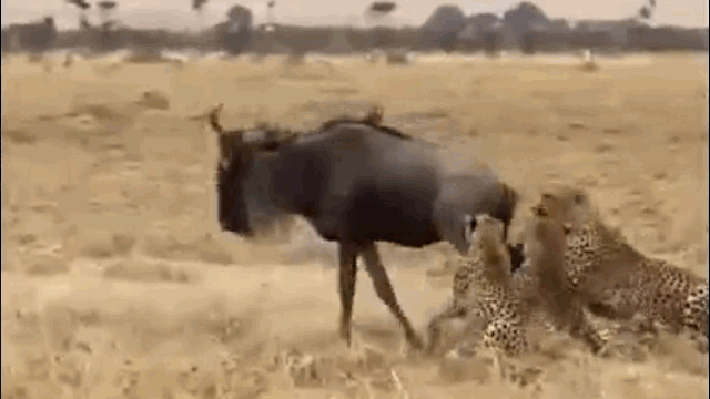 Video: Linh dương đầu bò "lật kèo" phút chót khiến báo săn ôm hận