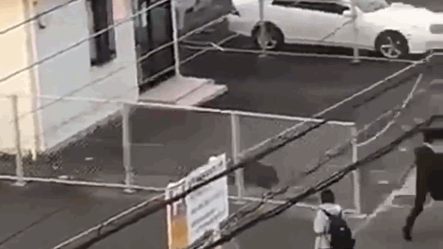 Video: Người đàn ông bị lợn rừng húc ngã trên phố