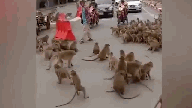 Video: Hàng trăm con khỉ "hỗn chiến" kinh hoàng gây náo loạn đường phố Thái Lan
