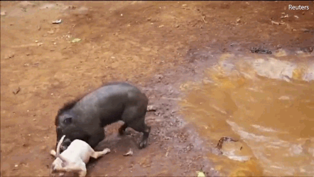 Video: Lợn rừng đại chiến chó Pitbull