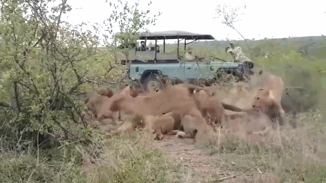Video: Trâu rừng bất ngờ 'phản đòn' khiến bầy sư tử kinh hãi
