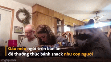 Video: Gấu mèo ung dung ngồi thưởng thức bánh snack trên bàn ăn như người