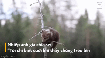 Video: Khoảnh khắc đáng yêu của chú gấu con khi tập trèo cây