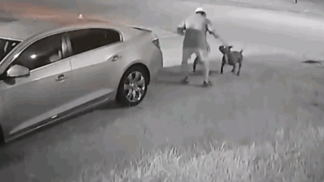 Video: Cụ ông bất ngờ bị 2 con chó Pitbull tấn công trên phố