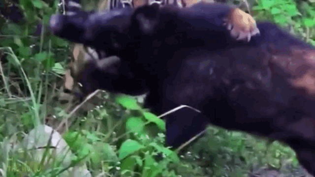 Video: Lợn rừng "tử chiến" hổ dữ