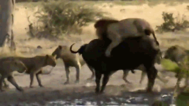 Video: Trâu rừng một mình "cân" cả bầy sư tử