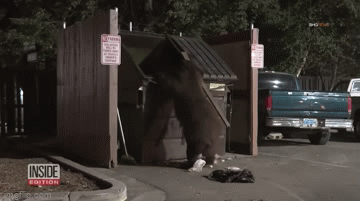Video: Sau cháy rừng, gấu đen tự do đi lại khắp thị trấn
