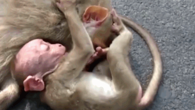 Video: Khỉ con gào khóc, ôm chặt khỉ mẹ bị xe đâm giữa cao tốc
