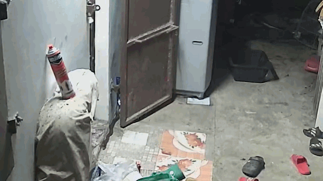 Video: Dẫm phải rắn hổ mang chúa ngay bậc cửa, người phụ nữ la hét thất thanh