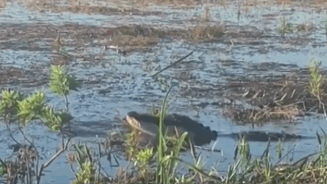 Video: Drone đang bay gần mặt nước, bất ngờ bị cá sấu chồm lên cắn nát