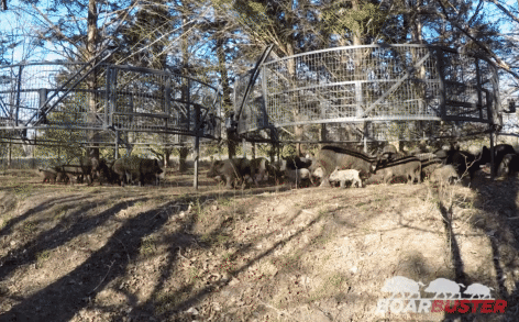 Video: Bị lợn rừng phá quấy, chủ nông trại đặt chiếc bẫy khổng lồ và cái kết