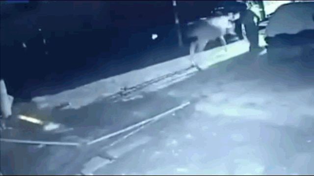 Video: Người đàn ông lao ra đối đầu sư tử cứu đàn bò lúc nửa đêm
