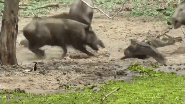 Video: Bầy lợn rừng tử chiến "sát thủ đầm lầy" để bảo vệ đàn con