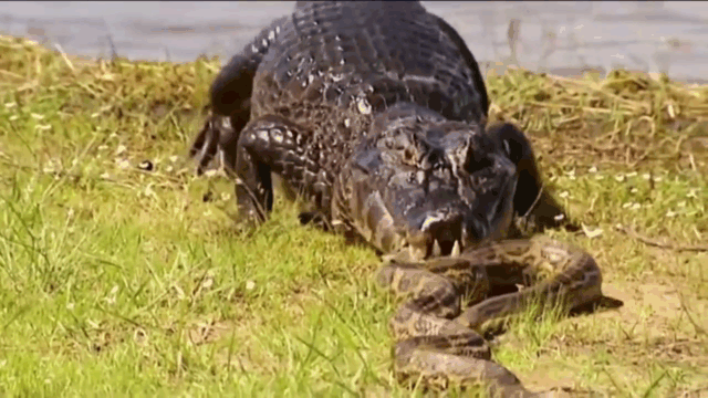 Video: Đụng độ sát thủ đầm lầy, trăn Anaconda khổng lồ bị quật tơi bời