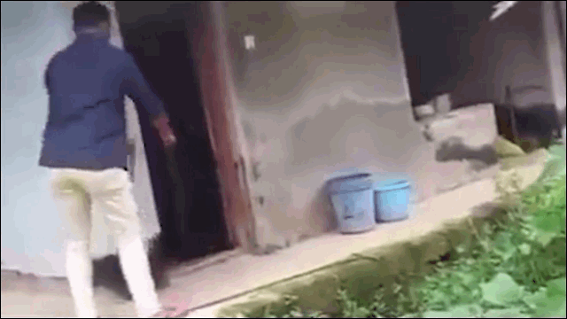 Video: Bị nắm đuôi, rắn hổ mang chúa dọa người đàn ông khiếp vía
