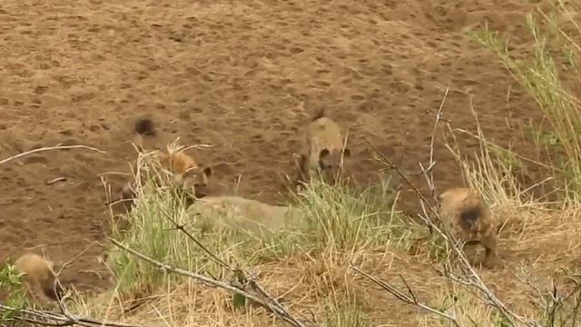 Video: Sư tử bị hàng chục linh cẩu vây hãm bất ngờ được "cứu giá"