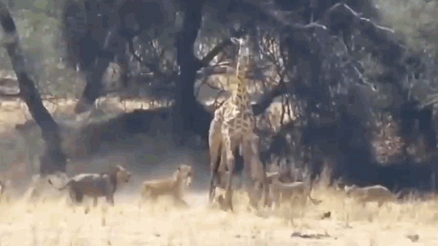 Video: Hươu cao cổ lọt vào vòng vây của sư tử