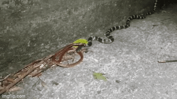 Video: Màn đụng độ 'nảy lửa' của 2 loài rắn độc