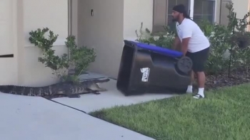 Video: Chàng trai nhanh trí dùng thùng rác tóm gọn cá sấu đi lạc