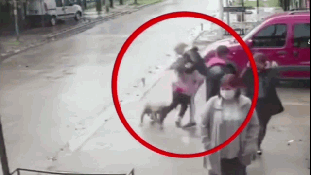 Video: Bé gái bị chó Pitbull hung hãn cắn giữa phố, hàng chục người lao vào giải cứu