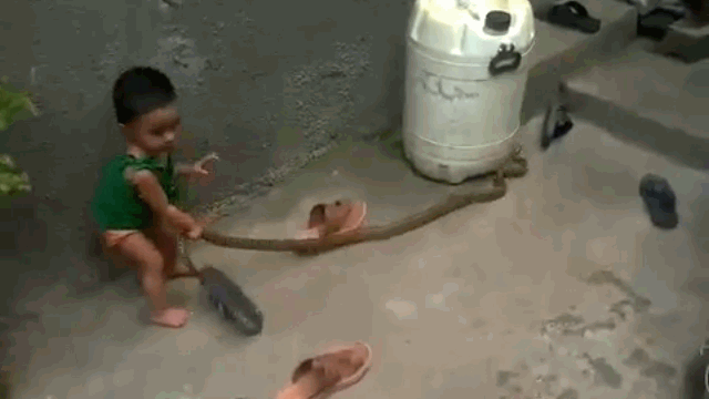 Video: Thấy rắn hổ mang bò trong sân, bé gái 2 tuổi thản nhiên cầm đuôi rắn kéo về phía mình
