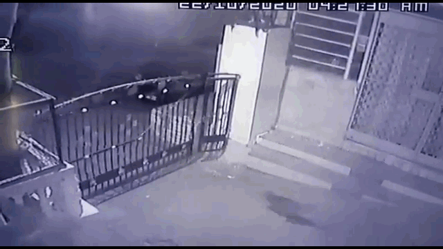 Video: Báo hoa mai song phi ngoạn mục qua cổng sắt nhà dân lúc nửa đêm