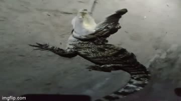 Video: Người dân tá hỏa phát hiện cá sấu khi đang đi câu