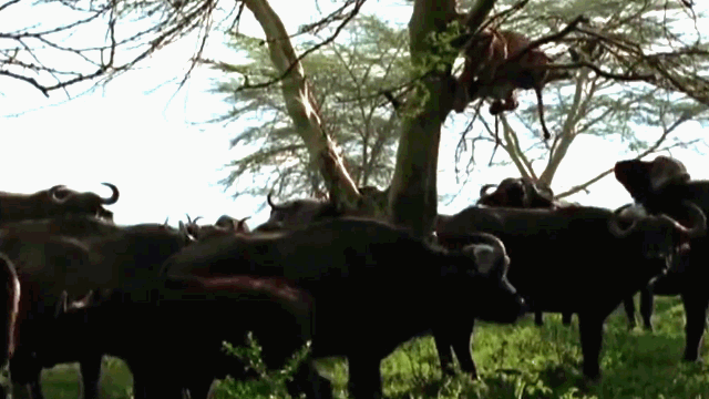 Video: Bị trâu rừng truy sát, sư tử hoảng sợ leo lên cây lánh nạn