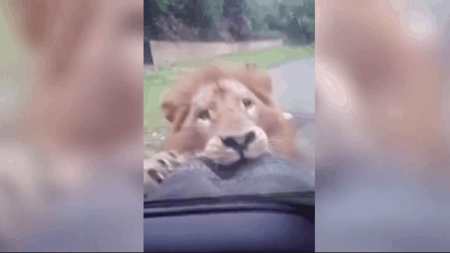 Video: Sư tử đực nổi điên tấn công ô tô khiến du khách 'thất kinh'